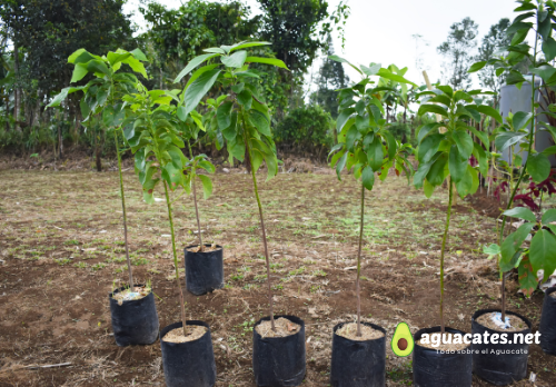 Calendario agrícola para aguacates por temporada