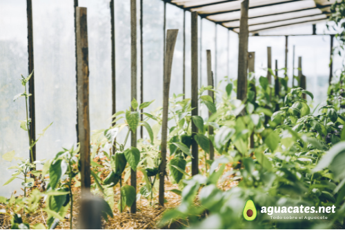 Cómo cultivar aguacate guía paso a paso para tener éxito