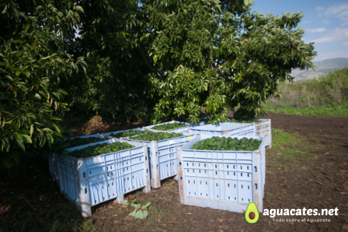 Cómo iniciar un huerto comercial de aguacate