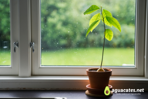 Cómo producir aguacate orgánico en casa