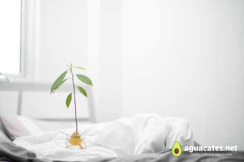 Cultivar aguacates en macetas paso a paso