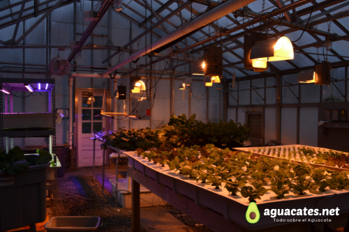 Cultivo hidropónico de aguacate en interiores