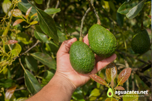 Etapas del ciclo de vida del aguacatero