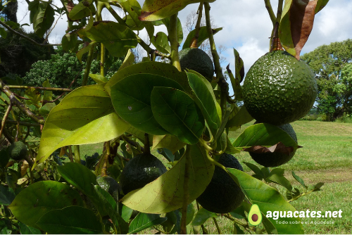 Cómo controlar hongos en el aguacatero